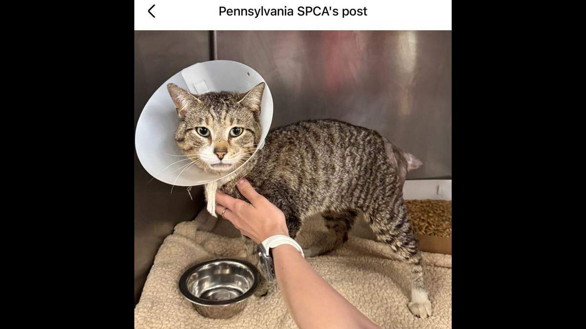 Sweet Pixie getting some gentle love.