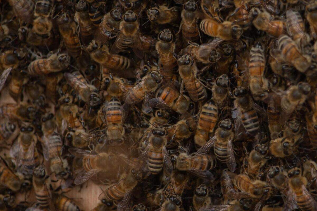 Bees work in their newly-installed hive at the Bank of America Tower in downtown Fort Worth. They’re expected to pollinate flowers within three miles of their hive.