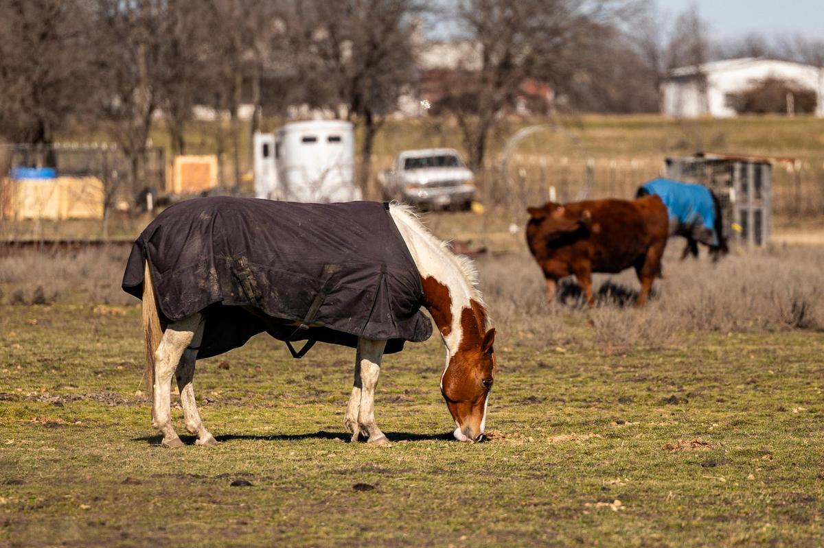 A horse grazes on a small ranch just outside Justin city limits.