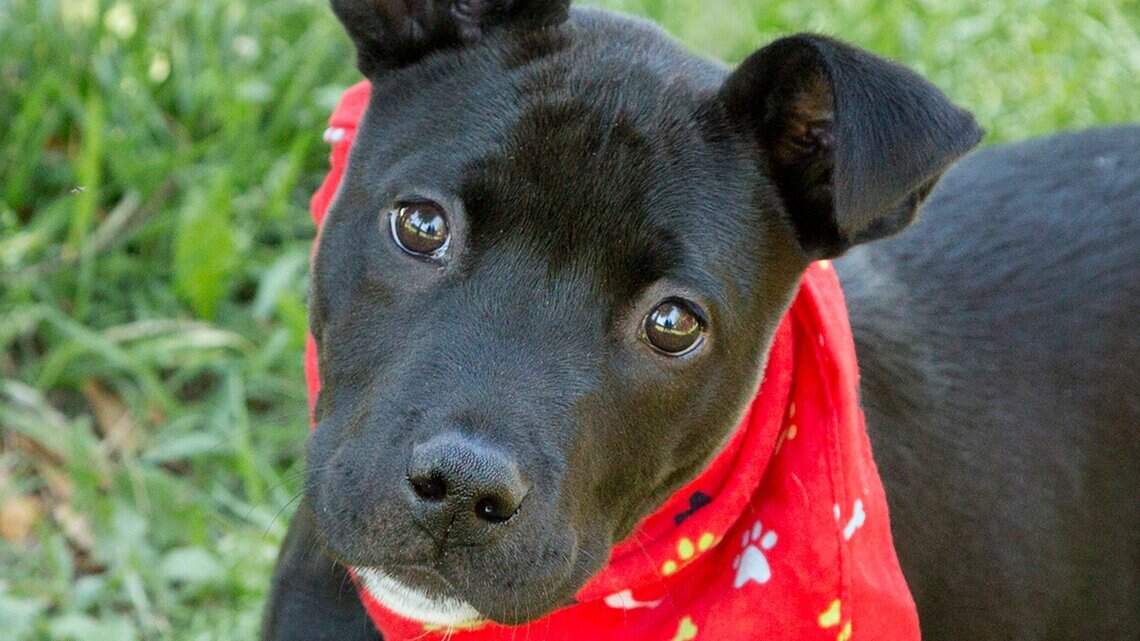Is pet insurance worth the cost in Texas? Here’s what you need to know before you enroll