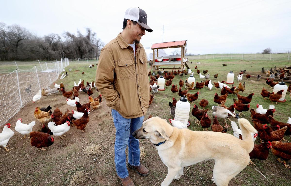 Michael Jimenez, owner of JMZ Farms, stands amid his hundreds of hens and guard dog Apollo on Tuesday, Feb. 11, 2025, in Bridgeport. JMZ Farms offers a subscription based service for his pasture-raised eggs available to costumers throughout Dallas-Fort Worth.