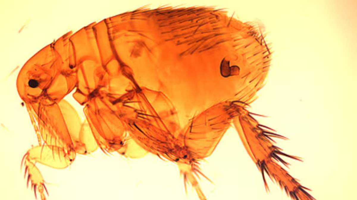 A rat flea, also known as Xenopsylla cheopis.