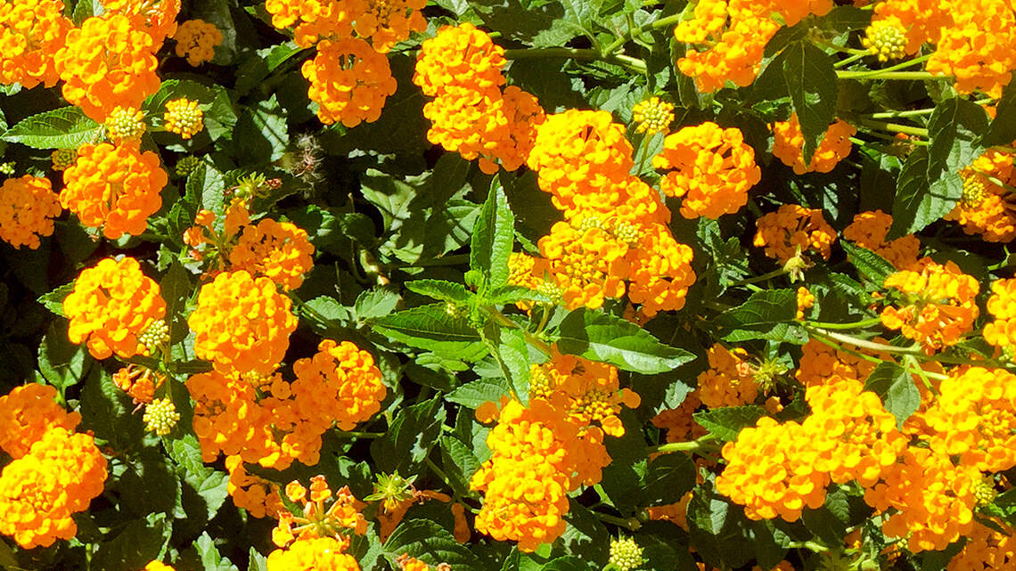 Bees, butterflies and hummingbirds love this colorful plant native to Texas