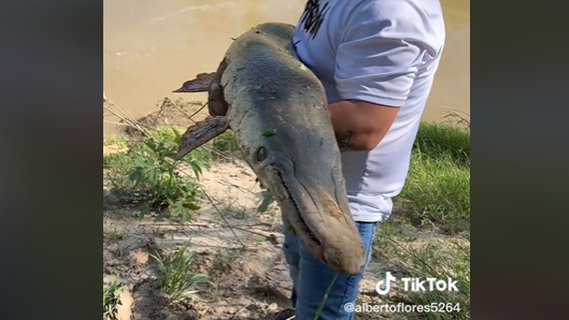 After showing off his catch, the fisher put the creature down and let it slither back into the river.