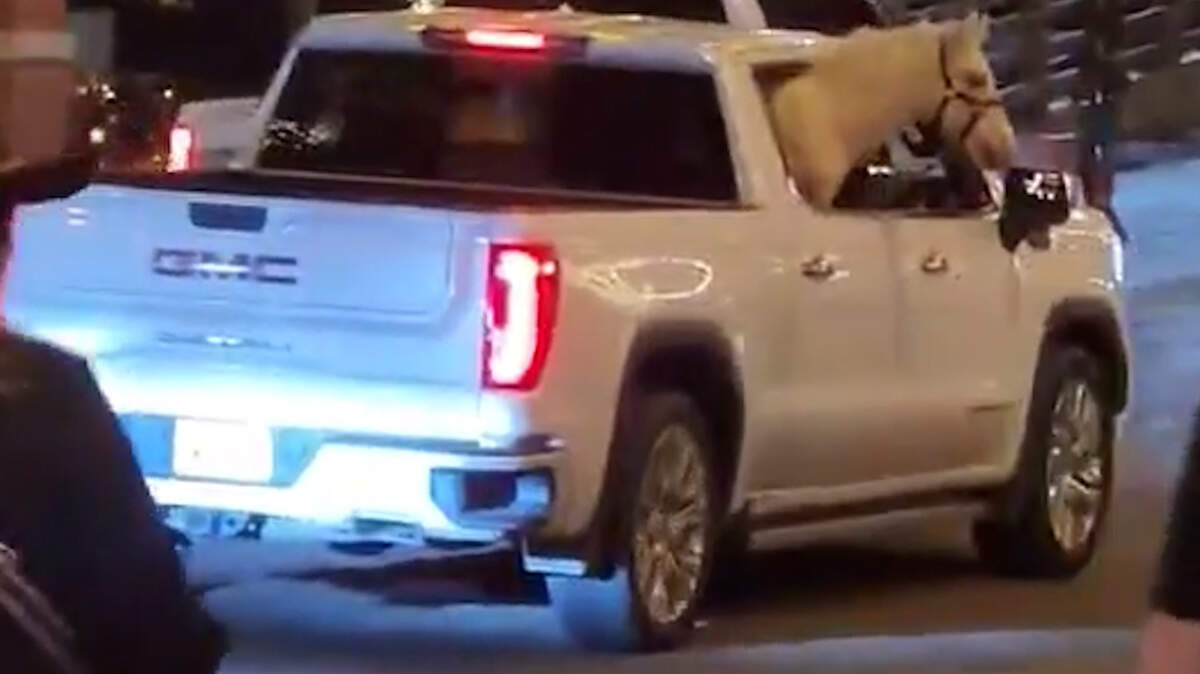 Video obtained by WFAA-TV shows a white horse pop its head outside the window while enjoying a breezy ride from the back seat of a truck in the Fort Worth Stockyards area.