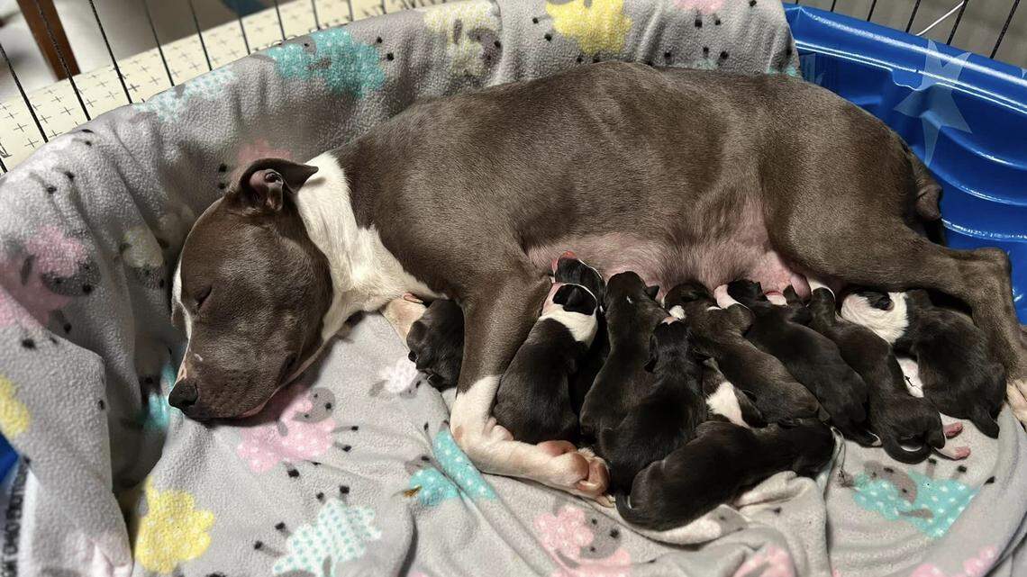 Phoebe nursing her 12 puppies.