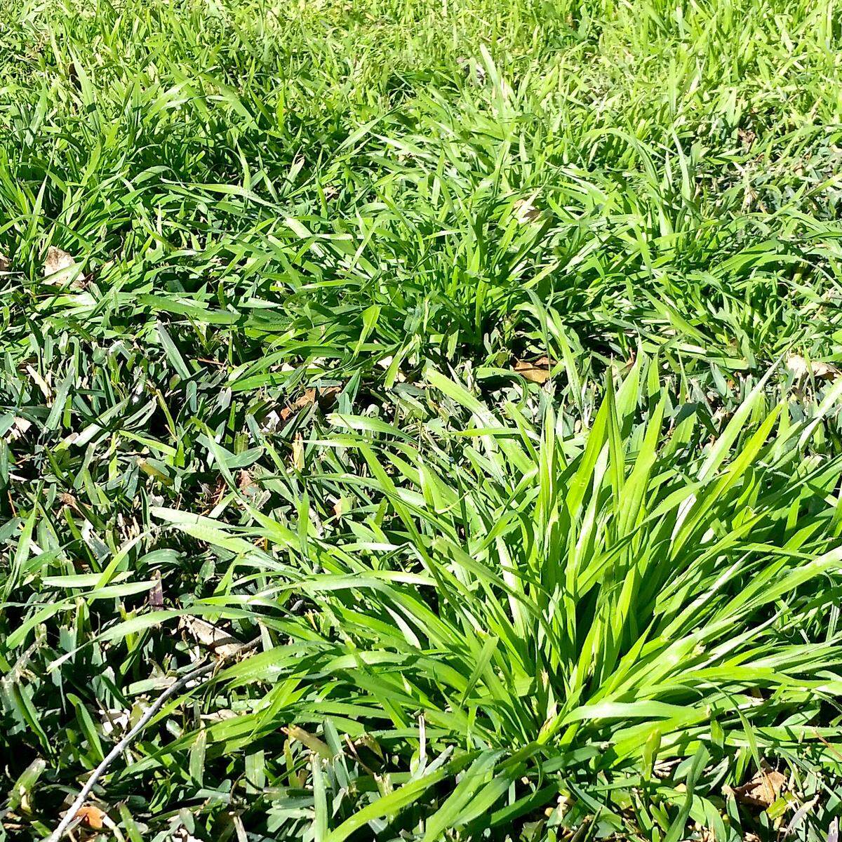 Rescuegrass establishes as big, unattractive clumps by time spring arrives.