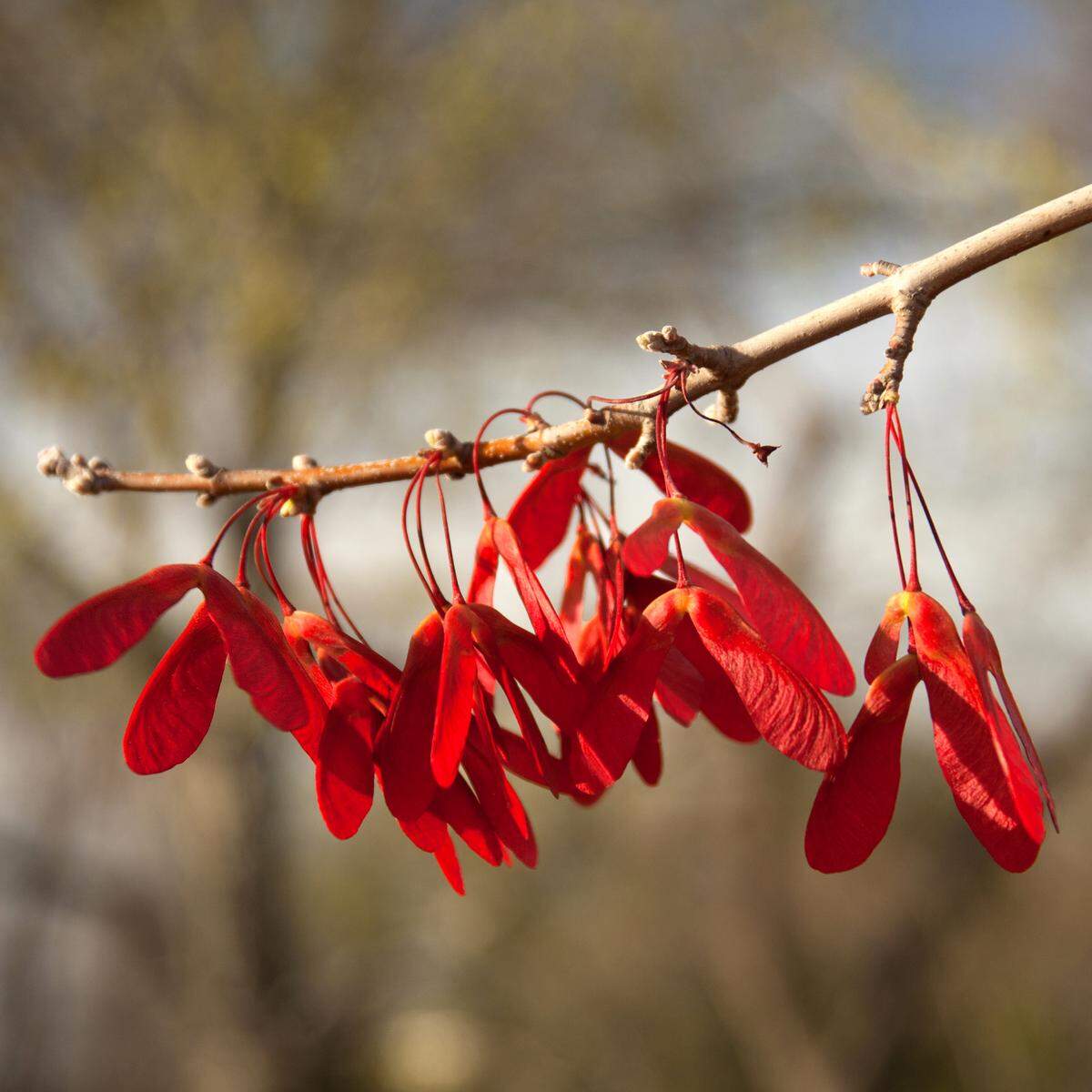 Red maples have red buds in spring followed by red fruit (samaras) soon thereafter, and red fall color, but green leaves all summer. They are Acer rubrum.