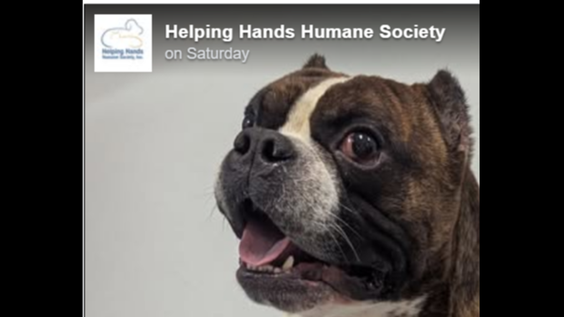 This little meatball head is no longer up for adoption.