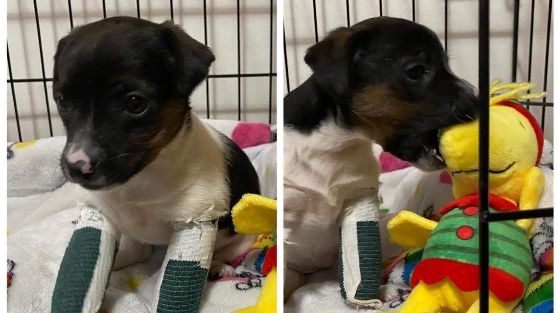 Meet Zoey, who will be available for adoption once she’s healed from her injuries