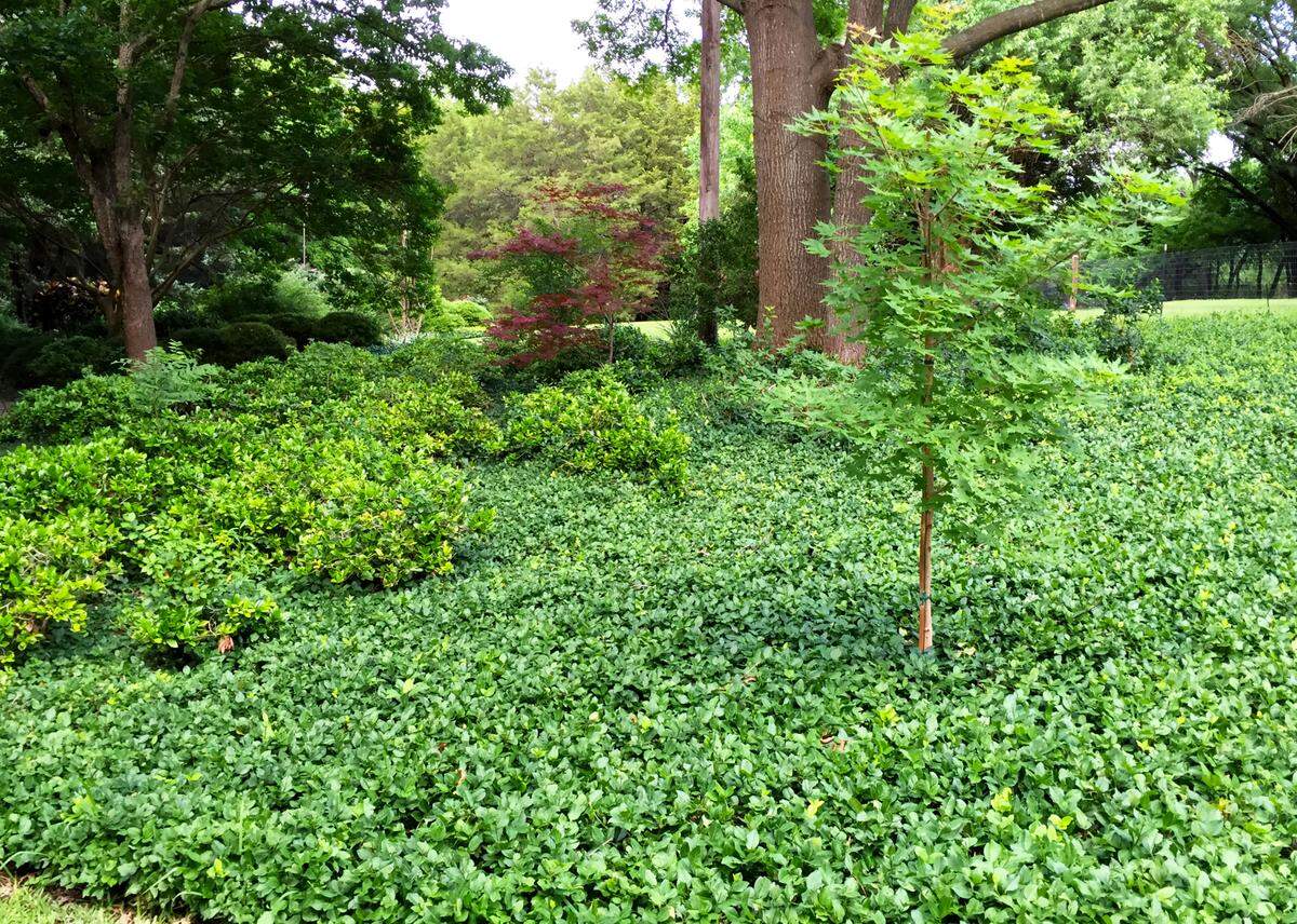 Plant purple wintercreeper for spring and summer growth.