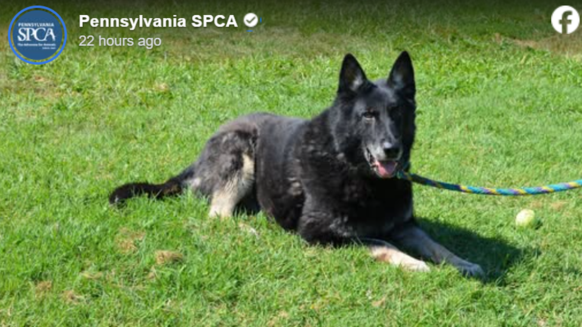 Dondo relaxing in the grass.