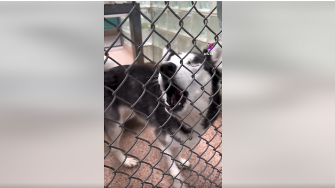 Dakota, a husky with a loving nature, calls out for her family in her kennel, the SPCA says.