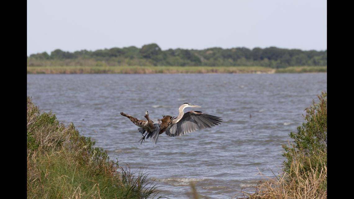 A bobcat catches a great blue heron in mid-air at Canada Ranch, in southeast Texas.
