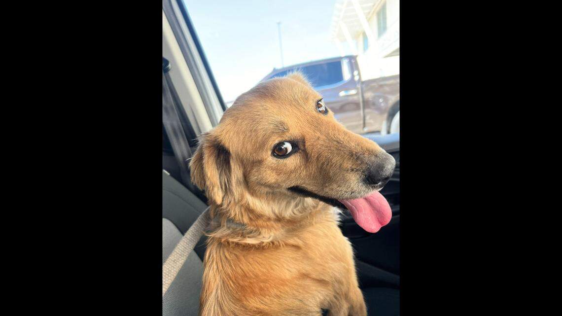 The dog — named Connie the Container Dog — was provided with water and later taken to an animal shelter 40 miles northwest of Galveston, officials said.