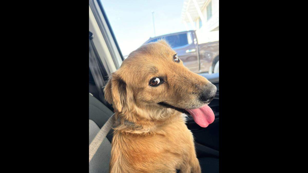 The dog — named Connie the Container Dog — was provided with water and later taken to an animal shelter 40 miles northwest of Galveston, officials said.