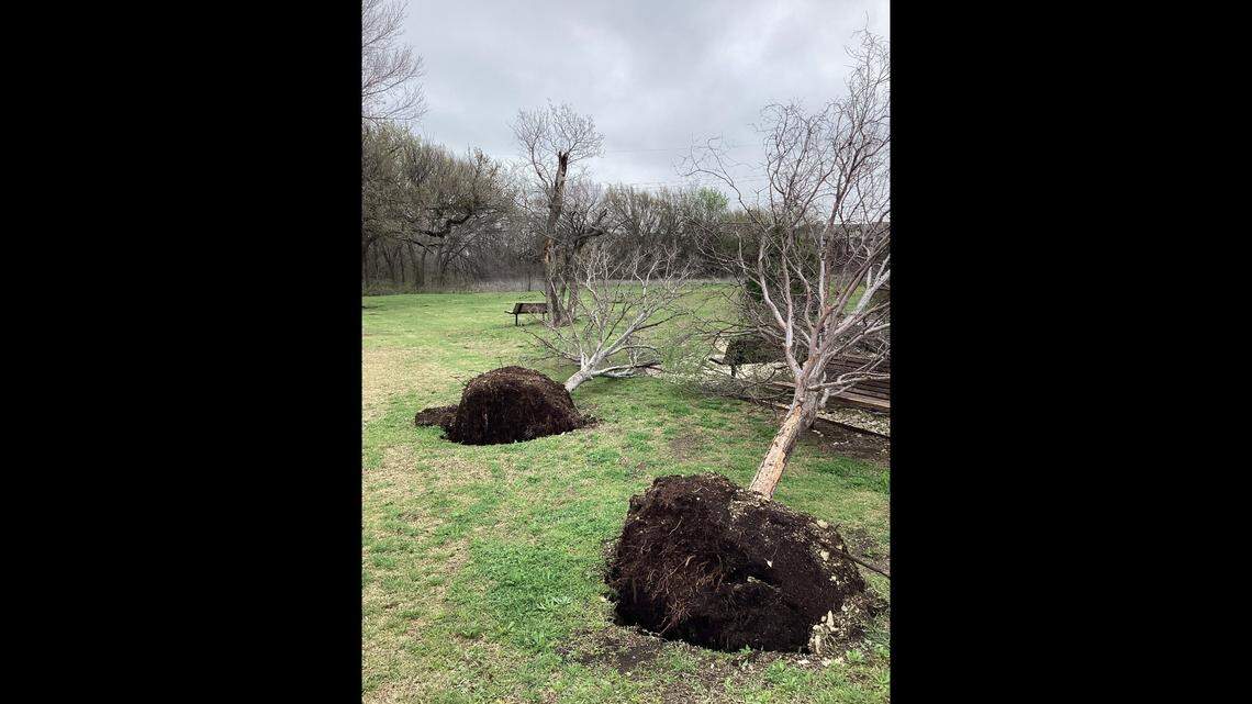 The National Weather Service said that its damage survey team found evidence to confirm a brief, EF-0 tornado occurred near UNT Frisco on Thursday, March 14, 2024. Only minor damage was observed, according to the weather service, which shared this photo of uprooted trees.