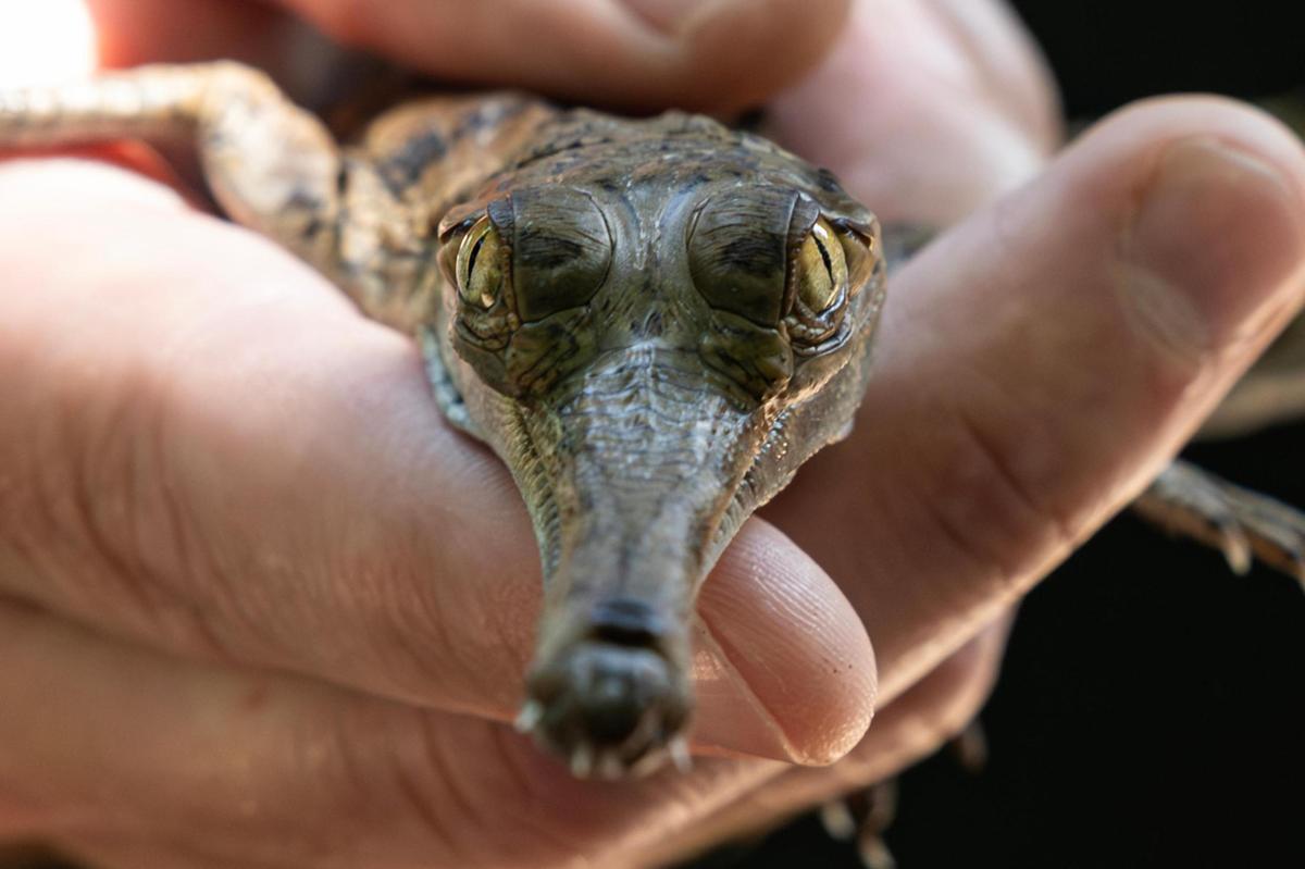 One of two gharial hatchlings are revealed at the Fort Worth Zoo on Wednesday, July 9, 2025. This is the zoo’s third year in a row to successfully hatch gharial newborns, a critically endangered species.