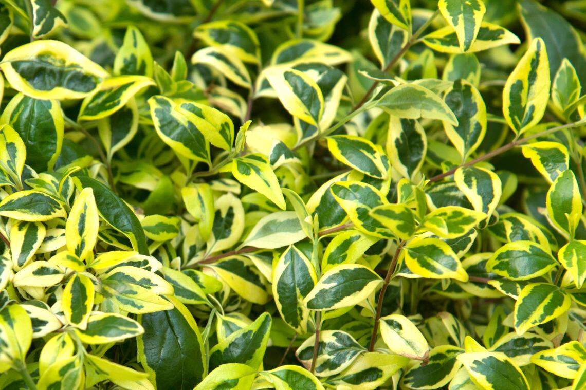 Glossy abelia ‘Kaleidoscope’ is handsome when used in moderation.