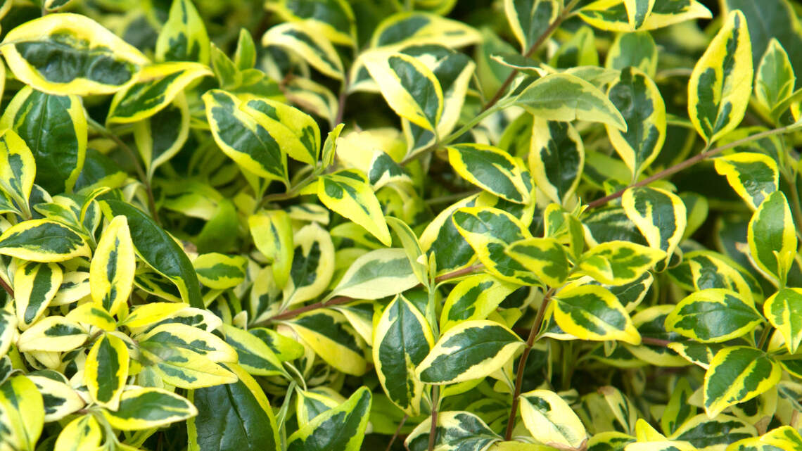 Looking for color in your North Texas landscape? Start and end with this one