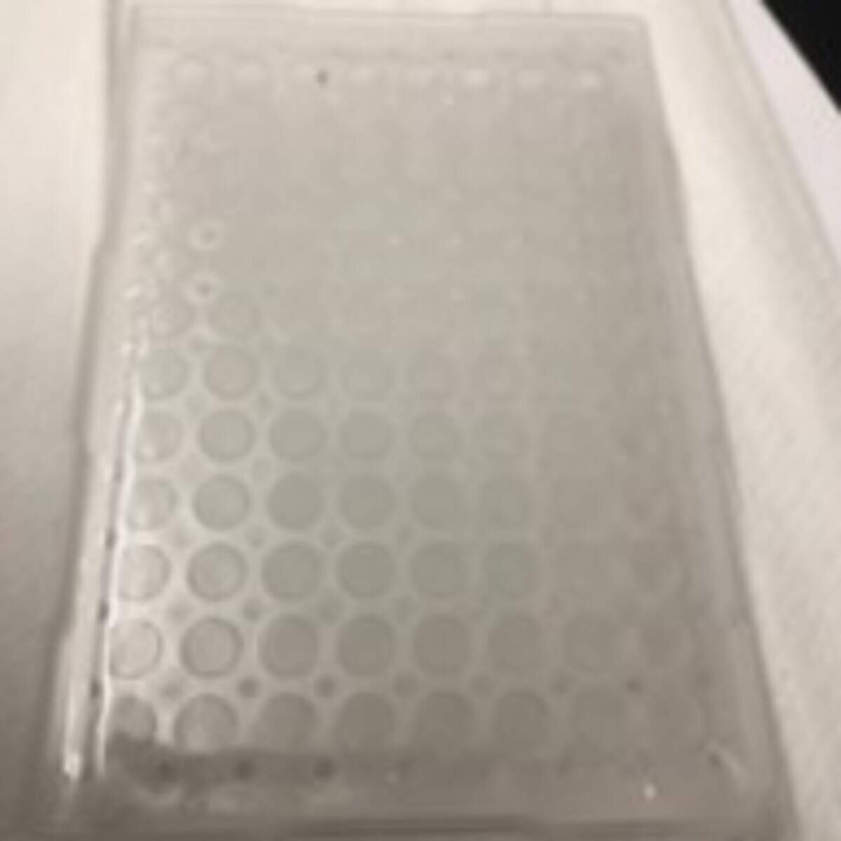 A plate used in quality control tests.