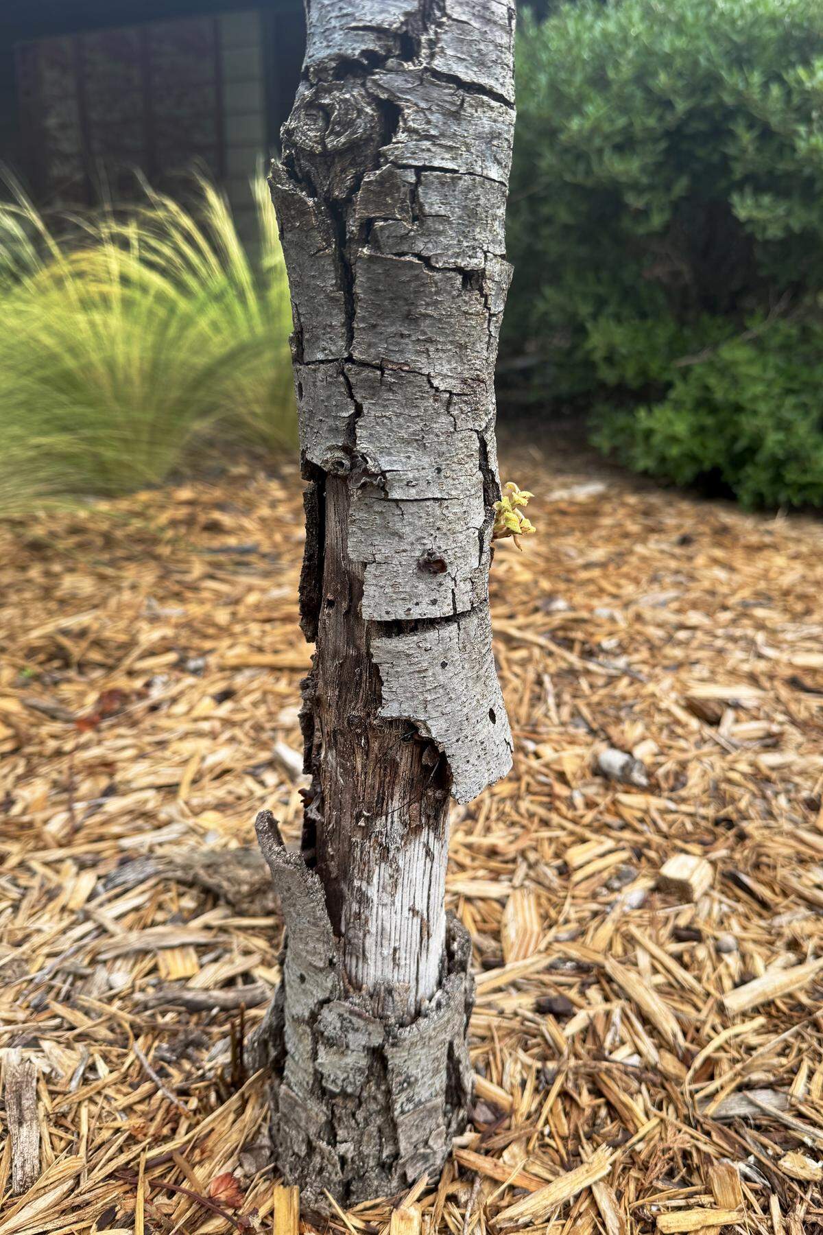 This young Shumard red oak was destroyed by sunscald.