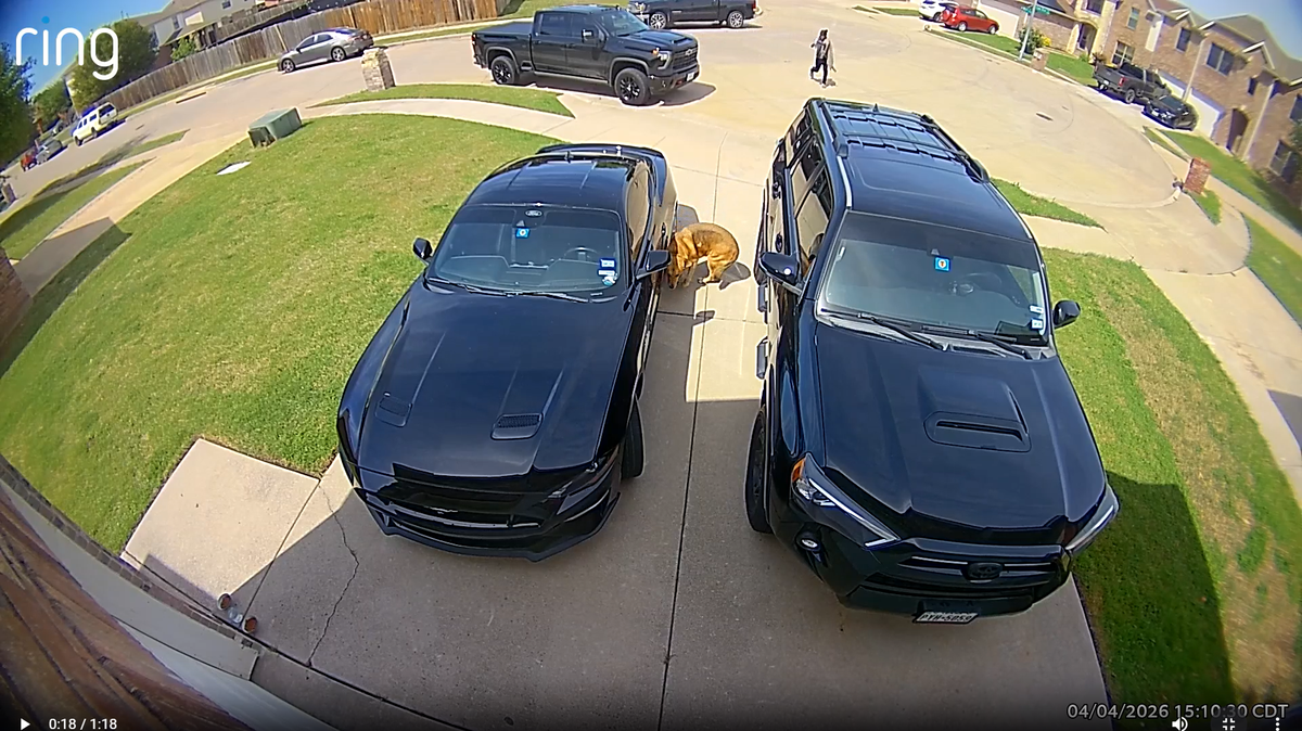 A screenshot from a Ring camera surveillance video showing what looks to be a teen shooting at dogs with a gel blaster gun in a north Fort Worth neighborhood. A police report was filed, and nearby residents have expressed outrage over what they say is a clear case of animal cruelty.