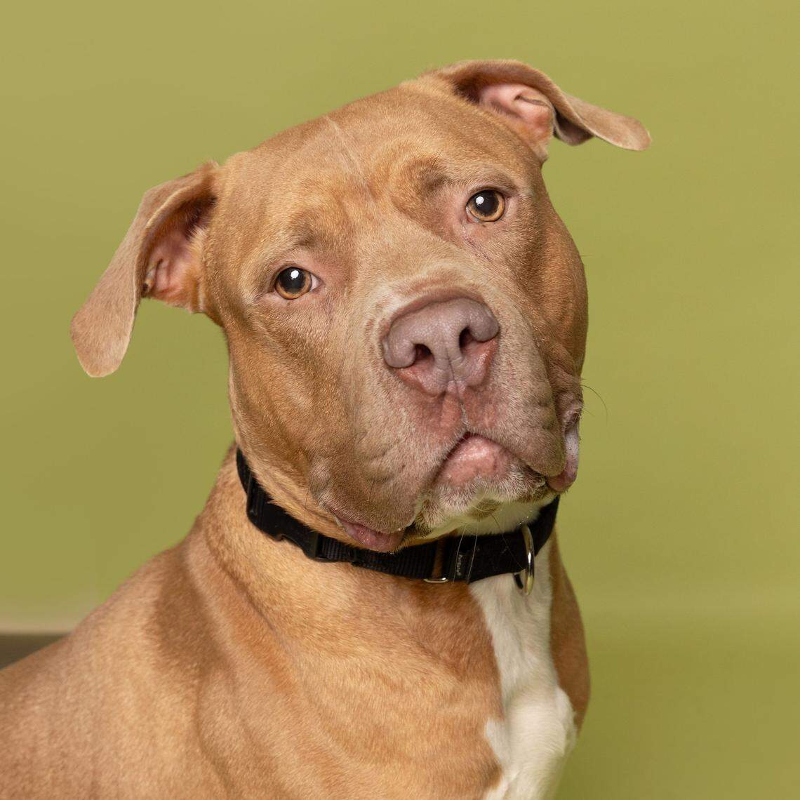 Pinecone knows how to pose for the camera