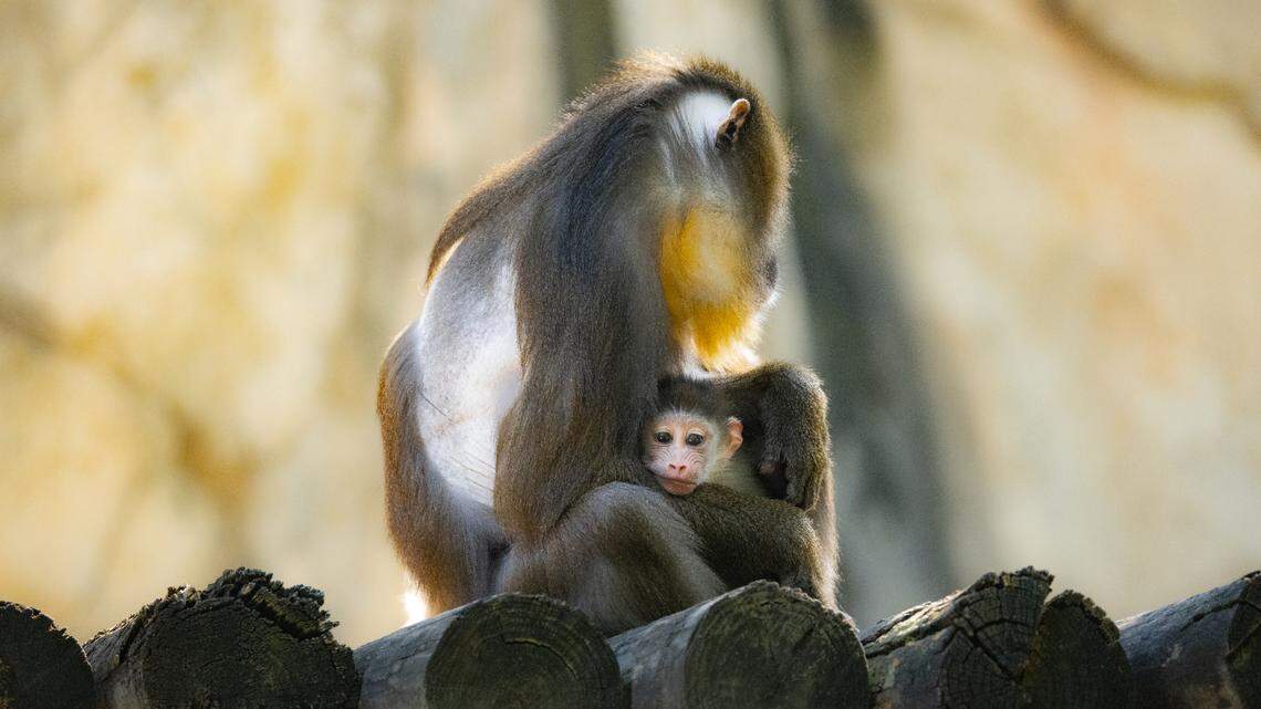Jasper was born on Sept. 13 to second-time parents Scarlett (seen in photo) and J.J.