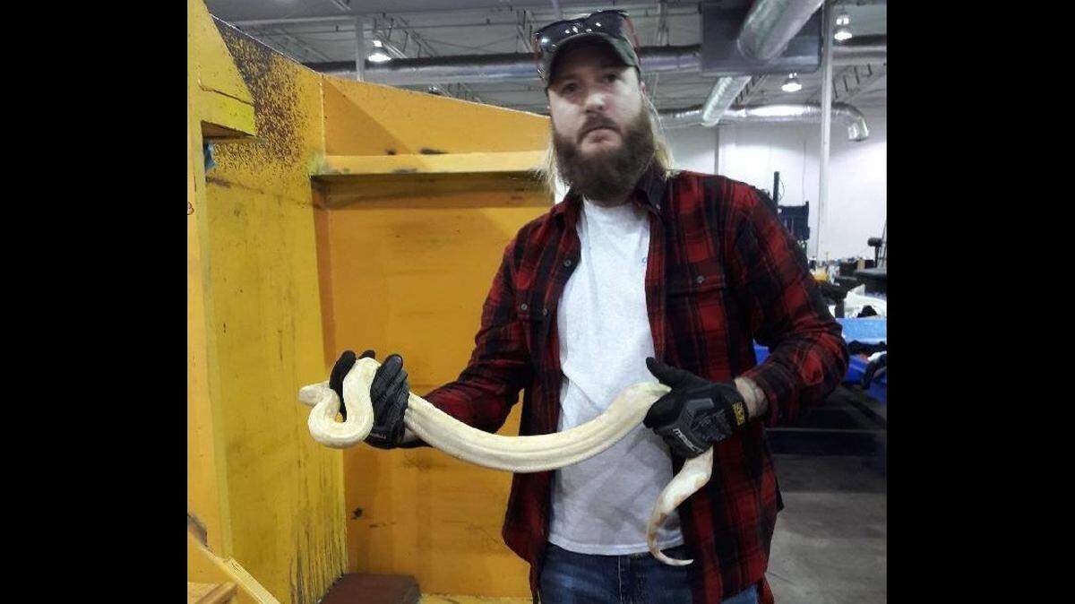 Goodwill employee James Murphy shows off a three-foot python found in a bin of donated clothing on Thursday.