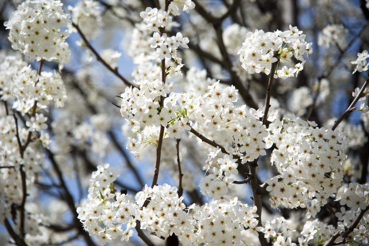 Ornamental pears are beautiful but should not be planted.