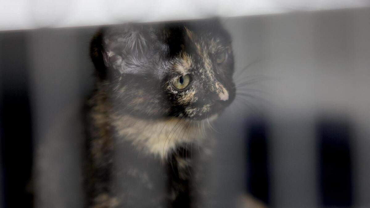 A kitten looks out from its cage at the Humane Society of North Texas on Tuesday. Adopting a pet from a shelter or rescue is a good option for people looking for an animal this holiday season.