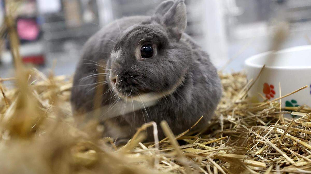 Over 1,000 animals will be available for adoption at the MEGA Adoption event hosted by the Humane Society of North Texas in Fort Worth Saturday and Sunday.