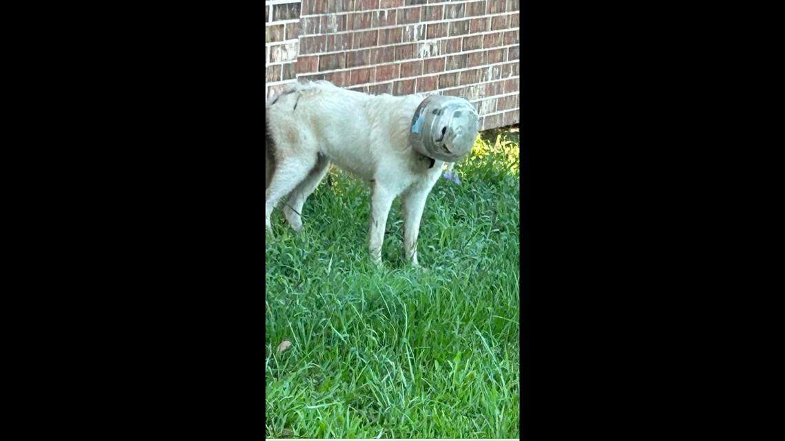 Community members and police equipped themselves with traps and drones to rescue a dog with a bowl stuck on its head in Texas.