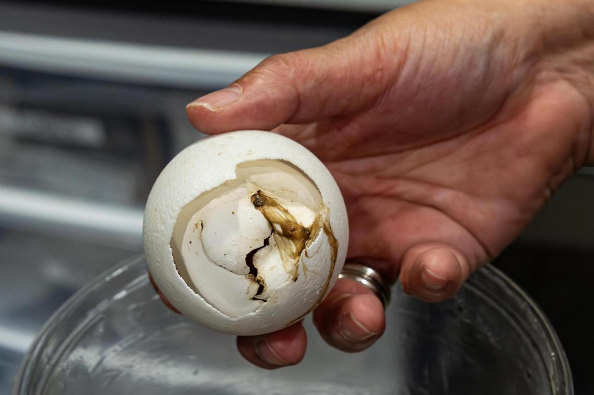 One of the gharial hatchling egg shells is shown in the incubation area at the Fort Worth Zoo on Wednesday, July 9, 2025. This is the zoo’s third year in a row to successfully hatch gharial newborns, a critically endangered species.