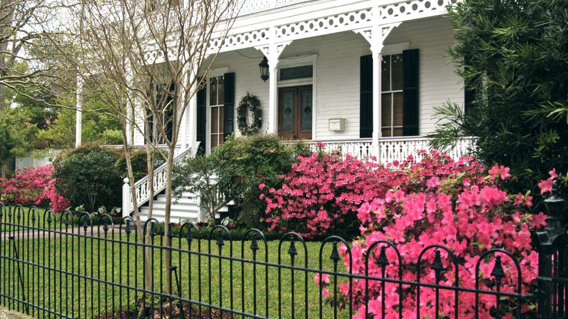 Azaleas thrive in acidic soils, but require very special bed preparation in areas with alkaline soils.          