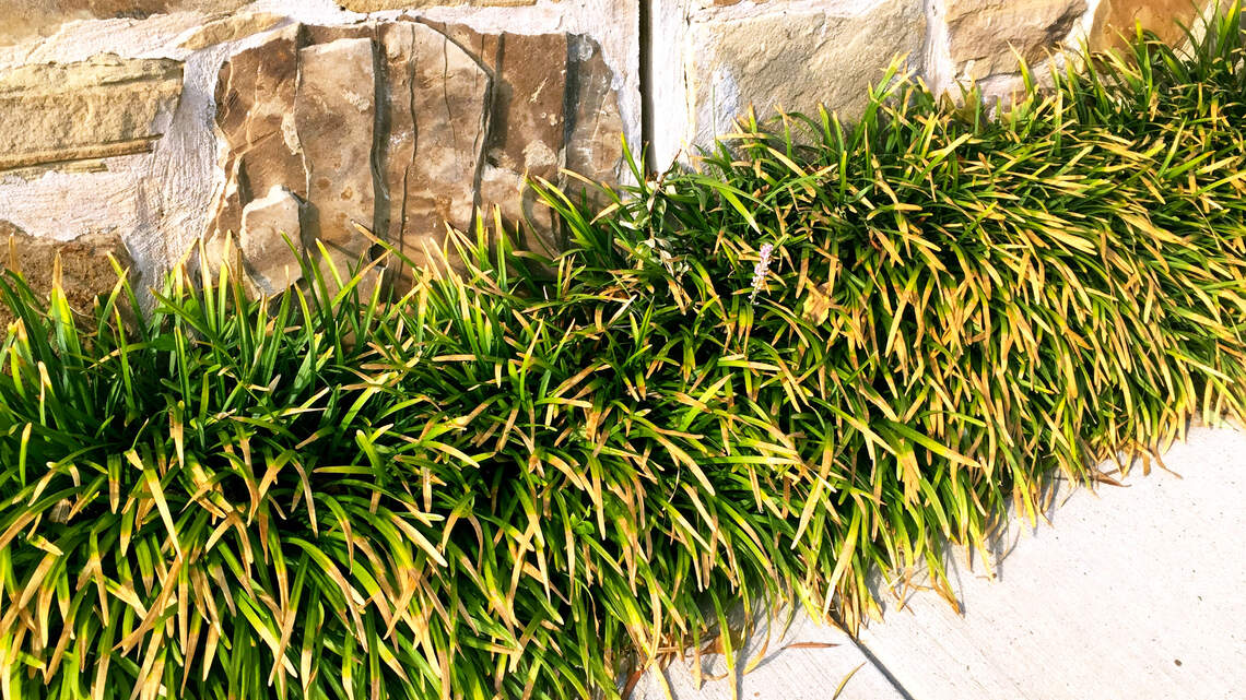 What’s wrong with my plant? Here’s how a Texas gardening expert diagnoses problems