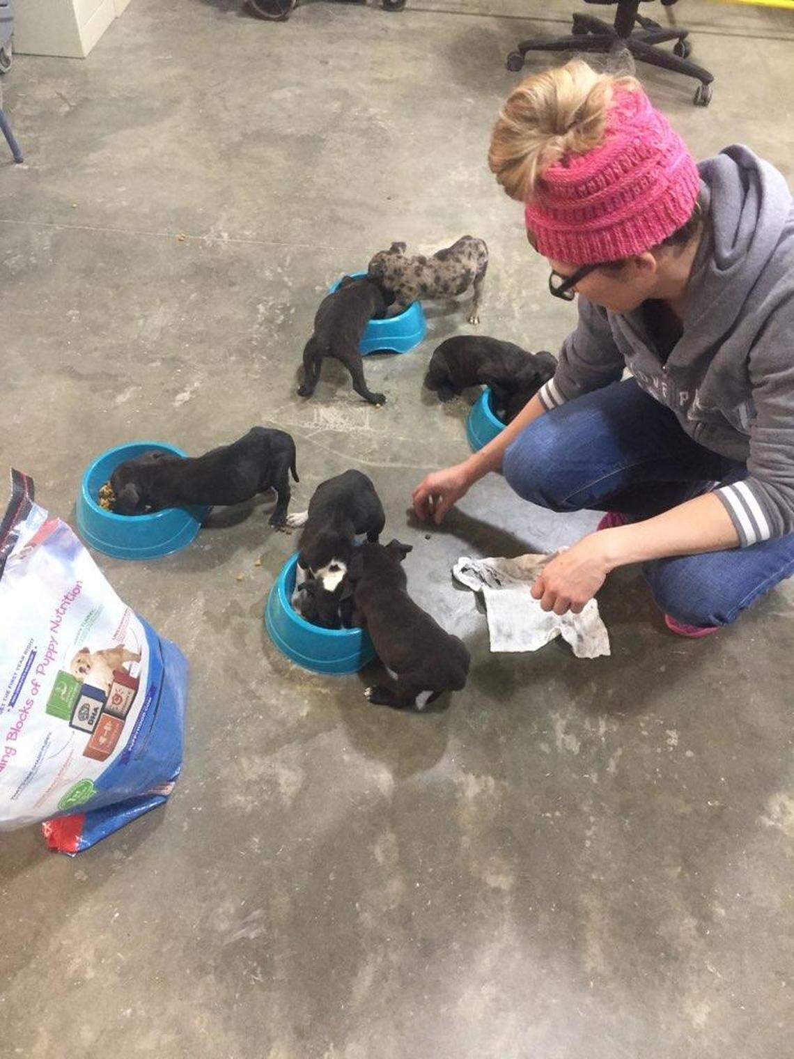 Puppies devour food after being found at a dump site in north Fort Worth by a Tarrant County Sheriff’s Office labor detail crew.