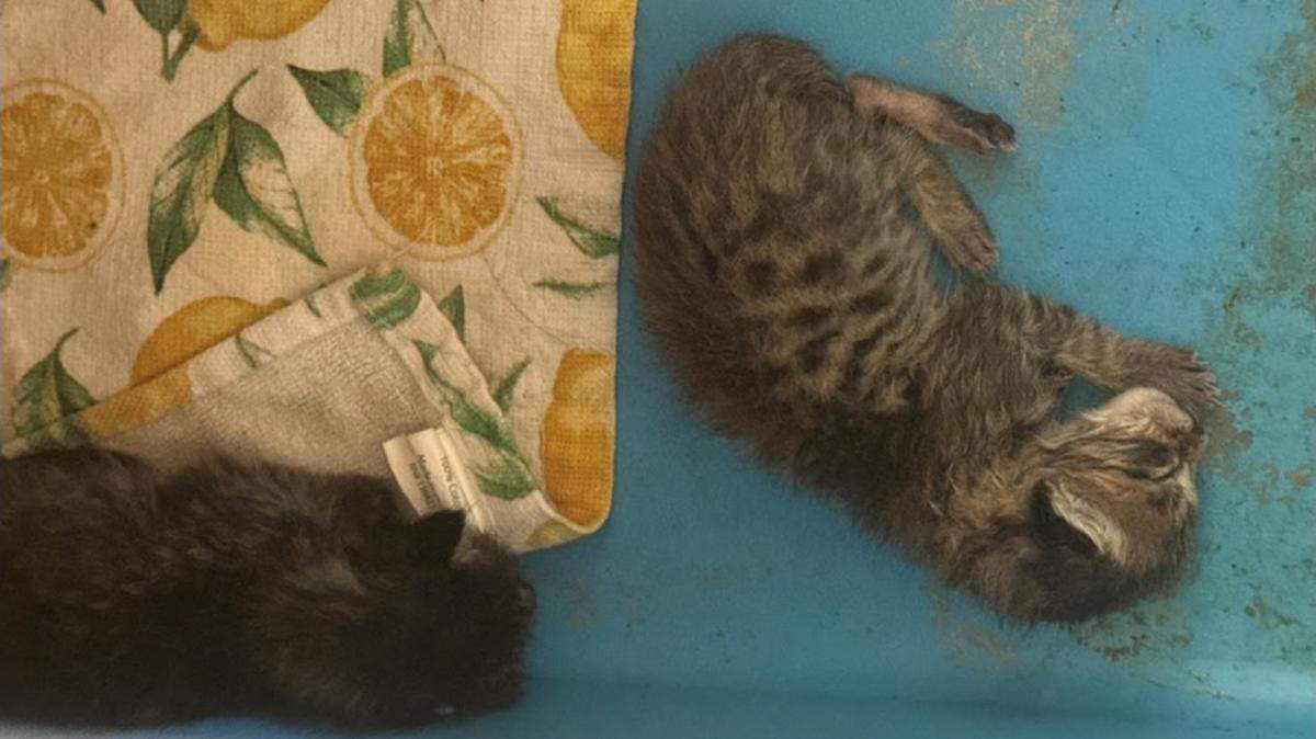 Two of the four kittens a science teacher brought to Alvord High School, where she fed one live kitten to a snake, according to school officials.