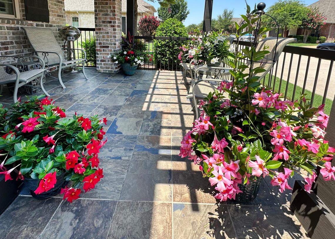 Mandevillas on patio. These are among our most graceful and beautiful warm-weather flowers.