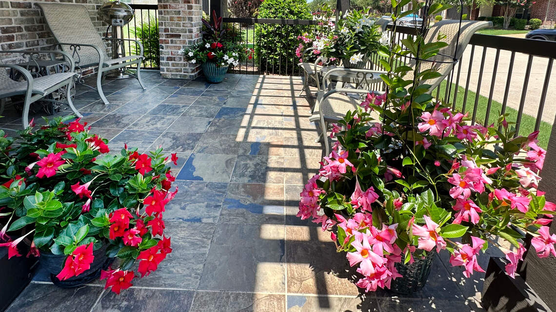 Make room in your North Texas garden for this group of flowering tropicals