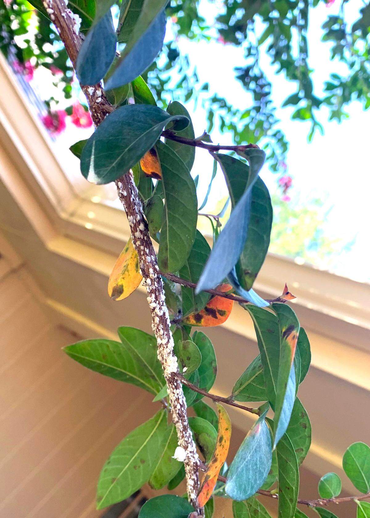Outbreaks of crape myrtle bark scale are being seen across the Metroplex.