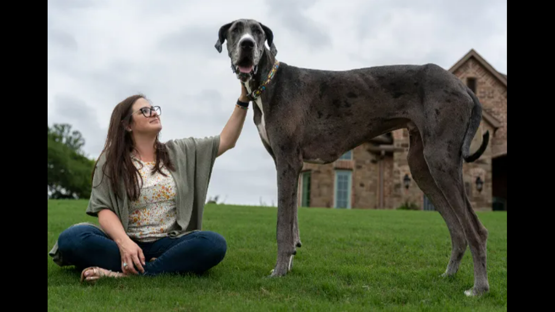 A pet Great Dane in Bedford, Texas, was recently named the tallest dog in the world by Guinness World Records.