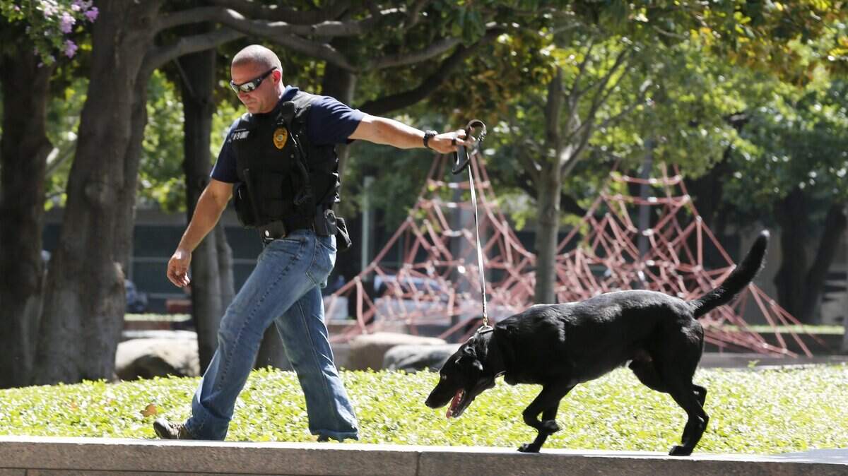 A bomb dog examines Burnett Park before a noon service for the fallen Dallas Police officers in downtown Fort Worth, Texas Friday July 8, 2016.