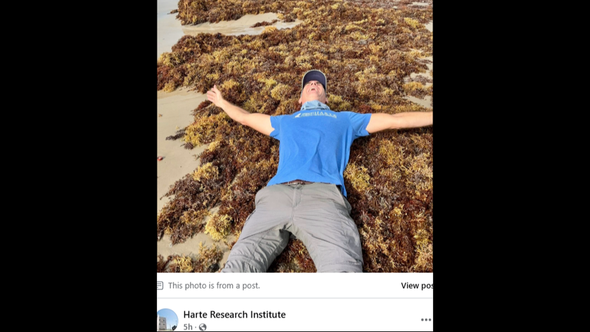 Jace Tunnell, Harte Research Institute’s Director of Community Engagement, makes a “sargassum angel.”