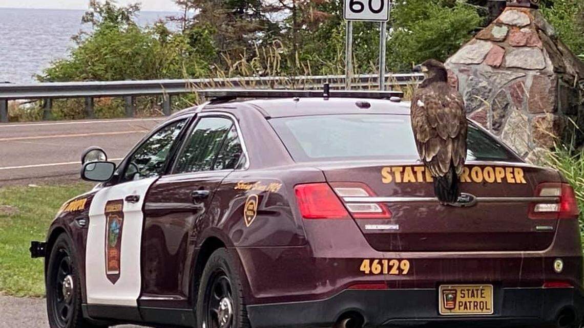 The young eagle perched on the trunk of a state trooper car.