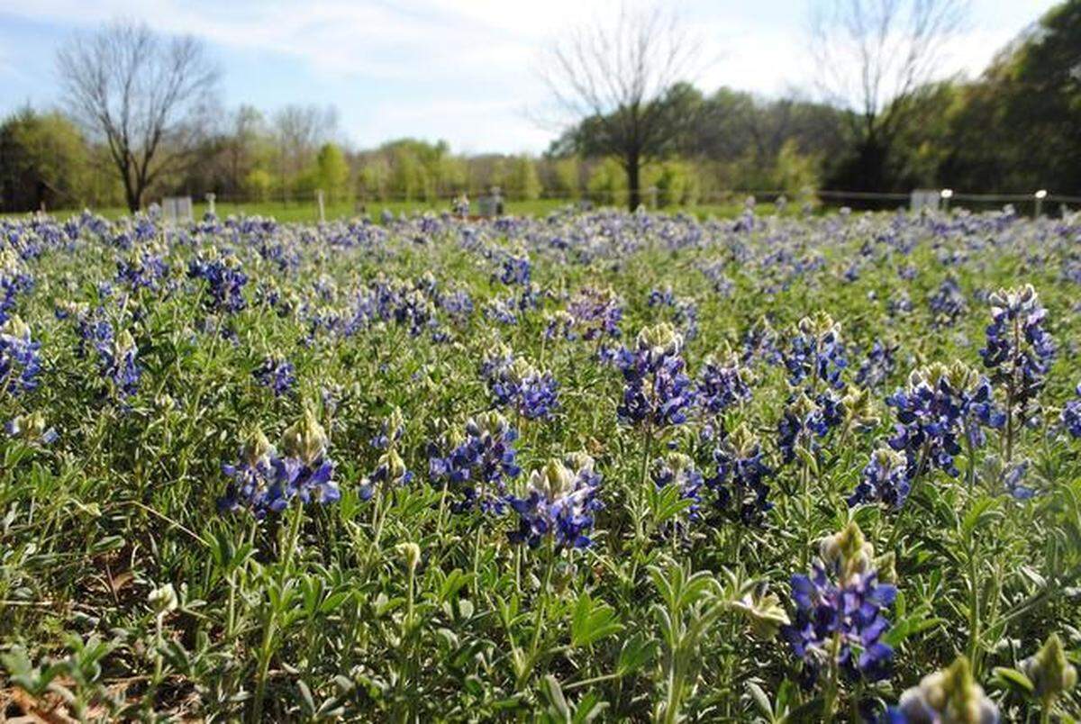 Bluebonnets are in bloom at the Oliver Nature Park on Matlock Road.