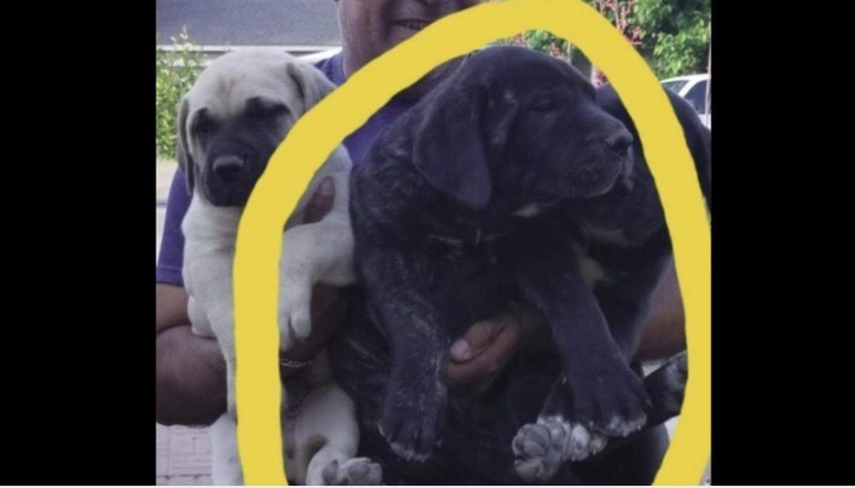 This bull mastiff puppy was stolen May 22 from a Fort Worth neighborhood. Fort Worth police are asking for help to locate the suspects.