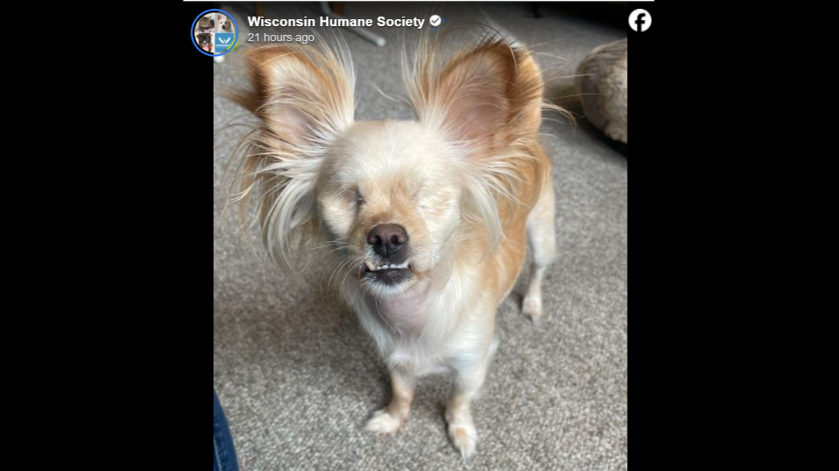Penny’s “eyes were swollen and ruptured” when someone found her, the shelter said.