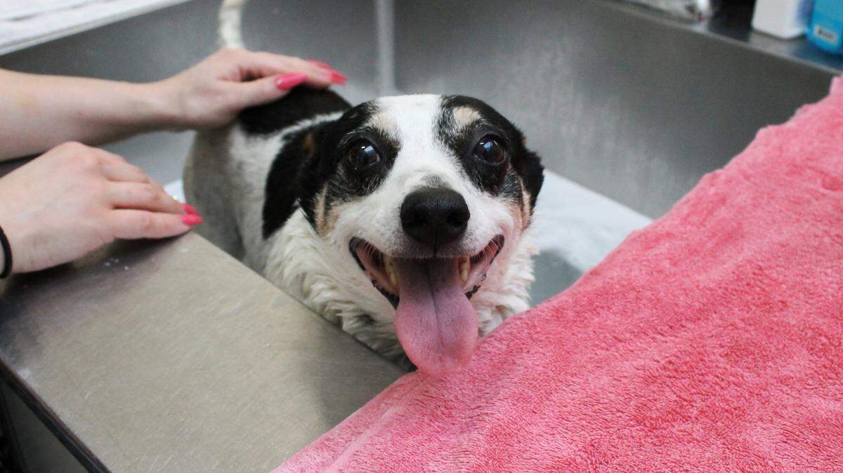 Operation Kindness is Dallas-Fort Worth’s largest and first no-kill shelter.